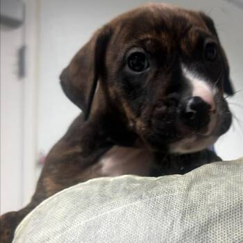 Star Spangled Blueberry -  Doberman Pinscher and Mixed Breed Dog for Adoption in Salt Lake City, Utah - Star Spangled Blueberry | PetCurious