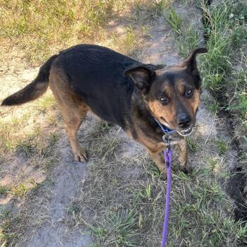 Sampson -  Shepherd Dog for Adoption in Cheyenne, Wyoming - Sampson | PetCurious