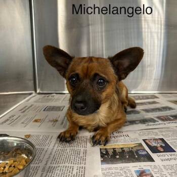 Chihuahua and Mixed Breed Dogs Available for Adoption in Knoxville, Tennessee - Michelangelo | PetCurious