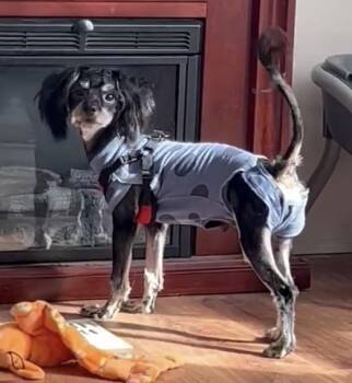 Yorkie Poo Dogs Available for Adoption - Jett | PetCurious