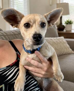 Maxx -  Chiweenie Dog Available for Adoption in Tifton, Georgia - Maxx | PetCurious