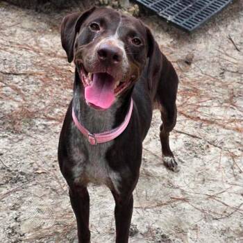 Cairo -  Pointer and Mixed Breed Dog for Adoption in Buffalo, Minnesota - Cairo | PetCurious