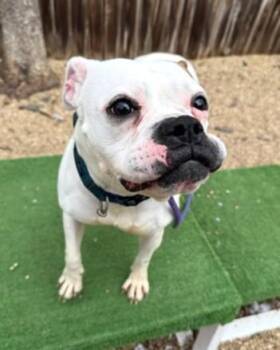 Boxer and Mixed Breed Dogs Available for Adoption - Apple Sauce | PetCurious