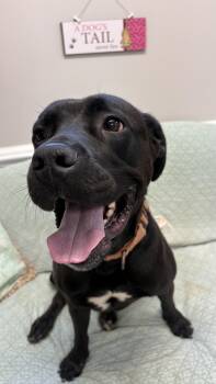 Rescue Black Labrador Retriever Dogs for Adoption in Marietta, Georgia - Juliette | PetCurious