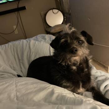 Terrier and Yorkshire Terrier Dogs Available for Adoption in Choctaw, Oklahoma - Toto | PetCurious