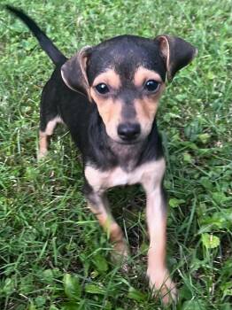 Mocha -  Chihuahua Dog for Adoption in Salamanca, New York - Mocha | PetCurious