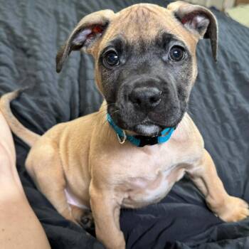Terrier Dogs Available for Adoption in Birmingham, Alabama - Donni | PetCurious