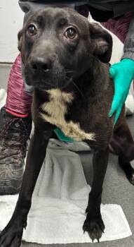 Mixed Breed Dogs Available for Adoption in Hillsdale, Indiana - Junie | PetCurious