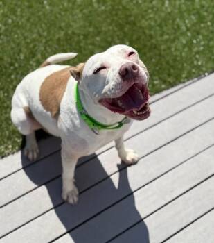Josie -  Pit Bull Terrier Dog for Adoption in Charlotte, Michigan - Josie | PetCurious