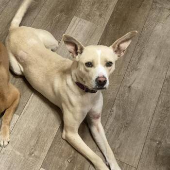 Elsie Bell -  Mixed Breed Dog for Adoption in Riverdale, Iowa - Elsie Bell | PetCurious