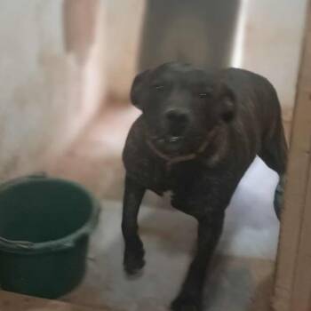 Rescue American Staffordshire Terrier and Boxer Dogs for Adoption in Lancaster, Ohio - Sergio | PetCurious