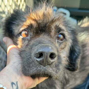 Benji -  Terrier and Mixed Breed Dog for Adoption in Helena, Alabama - Benji | PetCurious