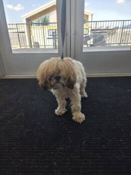 Rescue Shih Tzu and Mixed Breed Dogs for Adoption in Fort Worth, Texas - 59810444 | PetCurious