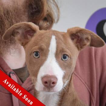 Whippet and Border Collie Dogs Available for Adoption in Huntley, Illinois - Winnie | PetCurious