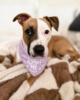 Kiley (Pocket-Sized Sweetie) -  American Staffordshire Terrier and Labrador Retriever Dog for Adoption in Los Angeles, California - Kiley (Pocket-Sized Sweetie) | PetCurious
