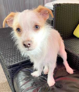 snowball available for adoption -  Terrier and Chihuahua Dog for Adoption in Tustin, California - Snowball Available For Adoption | PetCurious