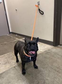 French Bulldog Dogs Available for Adoption - CARMEN - ADOPTION PENDING | PetCurious