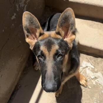 Ozzy -  German Shepherd Dog Dog for Adoption in Denver, Colorado - Ozzy | PetCurious