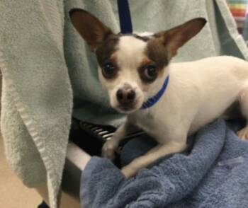 Chihuahua Dogs Available for Adoption - BONY | PetCurious