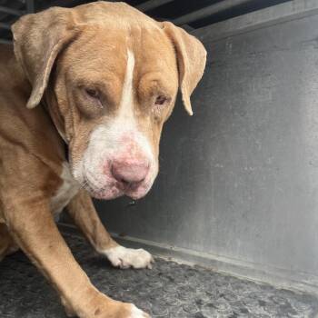 Pit Bull Terrier Dogs Available for Adoption in Edinburg, Texas - Pinto Bean | PetCurious