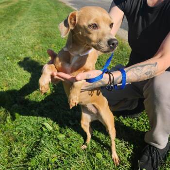 Kiwi -  Chihuahua Dog for Adoption in Tomah, Wisconsin - Kiwi | PetCurious
