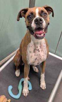 Jax -  Boxer Dog for Adoption in Butte, Montana - Jax | PetCurious