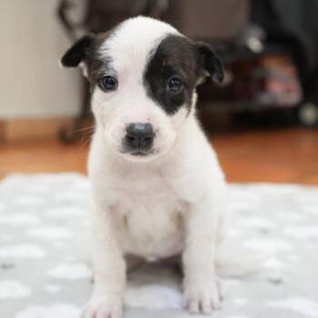Mixed Breed Dogs Available for Adoption in Bellingham, Washington - Waffle | PetCurious