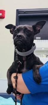 Rescue Terrier Dogs for Adoption in La Grange, Texas - Flower | PetCurious