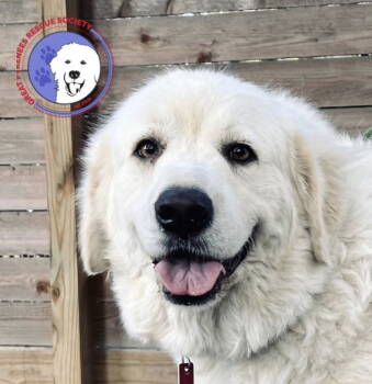Rescue Great Pyrenees Dogs for Adoption in Spring, Texas - Maria **LIVE 10/25/2025** | PetCurious