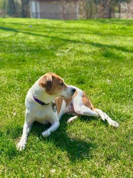 Hound and Mixed Breed Dogs Available for Adoption in Savage, Minnesota - Lydia | PetCurious
