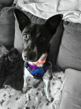 Clover -  Cattle Dog and Border Collie Dog for Adoption in Springville, New York - Clover | PetCurious