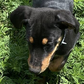 Patch -  Doberman Pinscher and Mixed Breed Dog for Adoption in Columbia, Missouri - Patch | PetCurious
