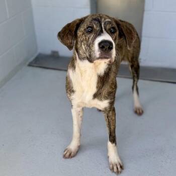ZUES 26-07-149 -  Anatolian Shepherd Dog for Adoption in Bastrop, Texas - ZUES 26-07-149 | PetCurious