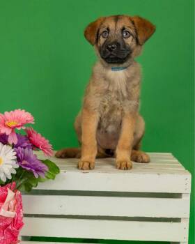Shepherd Dogs Available for Adoption in Brighton, Colorado - 309-26 | PetCurious