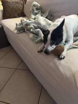 Sissy (In Foster) -  Jack Russell Terrier Dog Available for Adoption in Elmwood, Louisiana - Sissy (In Foster) | PetCurious