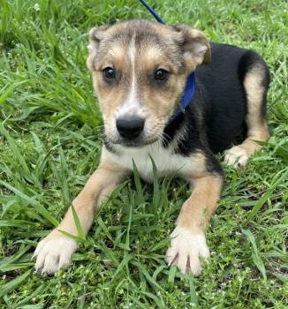 Maggie -  Husky and Labrador Retriever Dog Available for Adoption in Memphis, Tennessee - Maggie | PetCurious