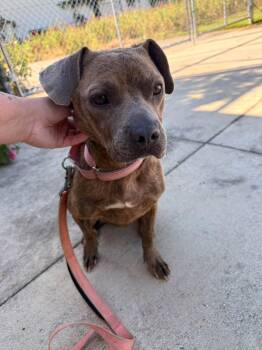 Charm -  Mixed Breed Dog for Adoption in Huntsville, Alabama - Charm | PetCurious
