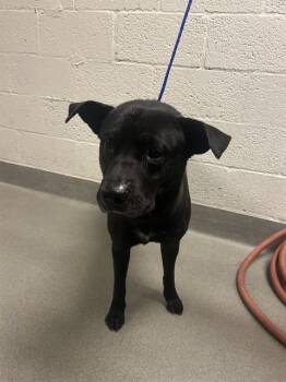 Rescue Labrador Retriever and Mixed Breed Dogs for Adoption in Doral, Florida - LOKI | PetCurious