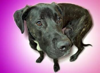 FENDI -  Labrador Retriever Dog for Adoption in Fort Lauderdale, Florida - FENDI | PetCurious