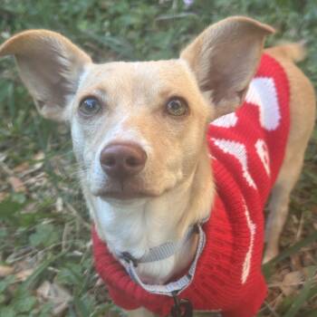 Chiweenie and Basenji Dogs Available for Adoption - Taco B.  | PetCurious