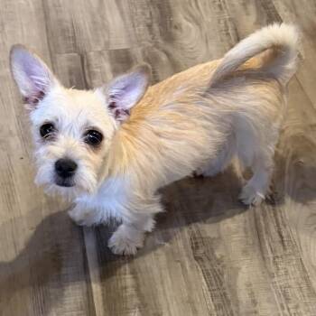 Goldie -  Terrier and Mixed Breed Dog for Adoption in Las Vegas, Nevada - Goldie | PetCurious
