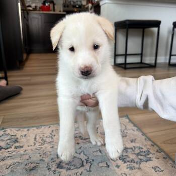 Shepherd and Husky Dogs Available for Adoption - Theon | PetCurious