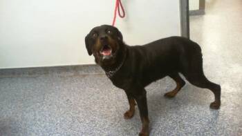 A1270321 -  Rottweiler Dog for Adoption in Charlotte, North Carolina - A1270321 | PetCurious