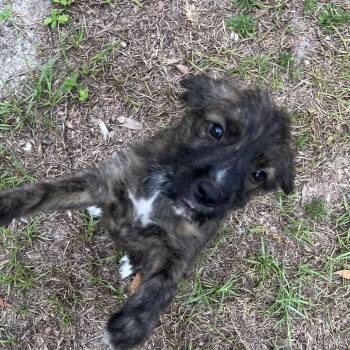 Madea -  Standard Schnauzer and Schnauzer Dog for Adoption in Quincy, Florida - Madea | PetCurious