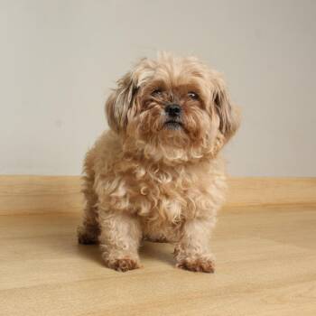 Poodle and Shih Tzu Dogs Available for Adoption in Minnetonka, Minnesota - Sammy D68705 | PetCurious