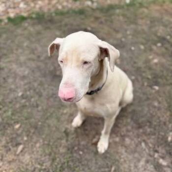 Rescue Weimaraner and Labrador Retriever Dogs for Adoption in Houston, Texas - Daisy | PetCurious
