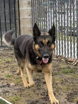 German Shepherd Dog Dogs Available for Adoption - WILFRED | PetCurious