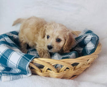 Andy -  Cavachon Dog for Sale in Morrow, Ohio - Andy | PetCurious