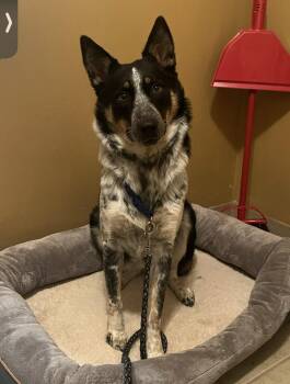 Rescue Australian Cattle Dog Blue Heeler Dogs for Adoption in Pontiac, Michigan - **PLEASE READ FULL DESCRIPTION**Rebel | PetCurious