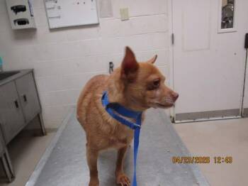 Chihuahua Dogs Available for Adoption in Marietta, Georgia - Twinkie(315) | PetCurious